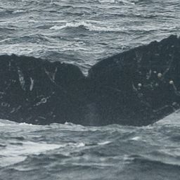 Fluke of SEAK-1811