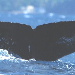 Fluke of Whirlygig