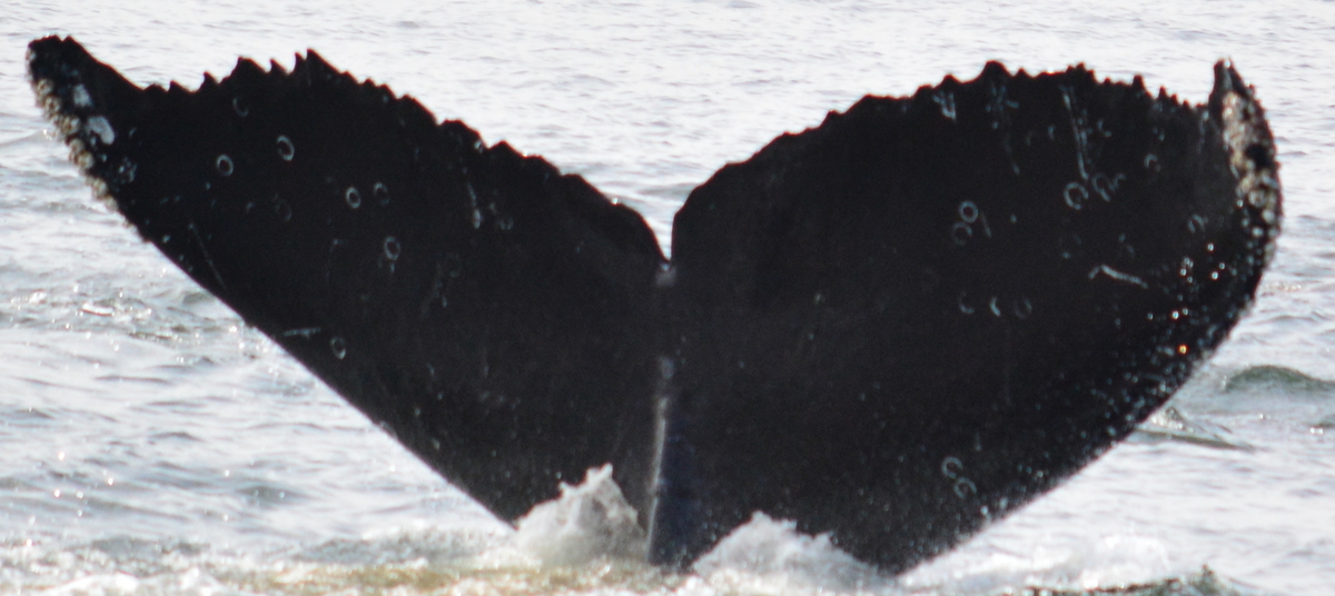 Fluke of Angel Wing (California)
