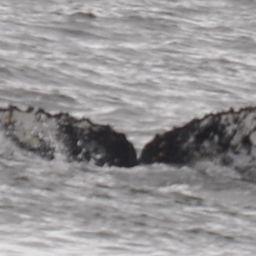 Fluke of AHWC-6249
