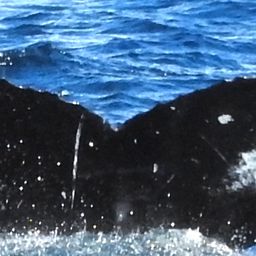 Fluke of Backgammon