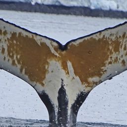 Fluke of HW-MN1301189