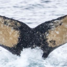 Fluke of HW-MN1301206