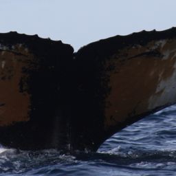 Fluke of HW-MN1301213