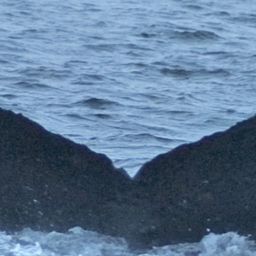 Fluke of Calycosa