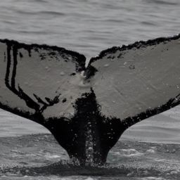 Fluke of Fishhook