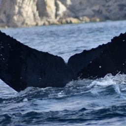 Fluke of CRC-10670