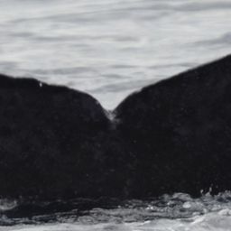 Fluke of CRC-18115