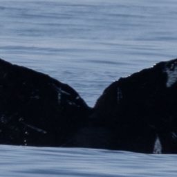 Fluke of CRC-18393