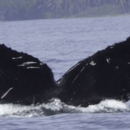 Fluke of CRC-12517