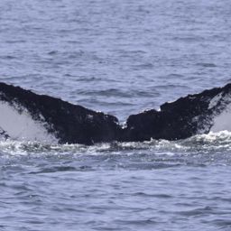 Fluke of CRC-11711