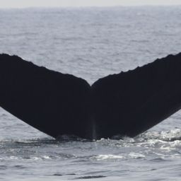 Fluke of CRC-18390