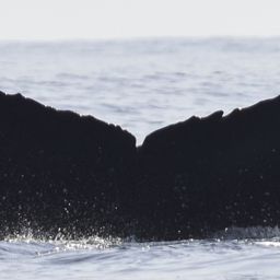 Fluke of CRC-18386