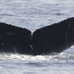 Fluke of CRC-18388