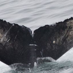 Fluke of 2017-2018 calf of Nanook