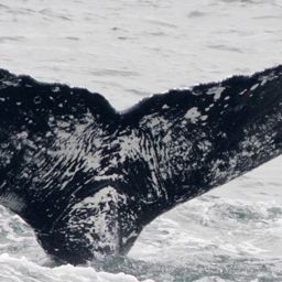 Fluke of CRC-17970