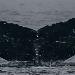 Fluke of Droopyflukes