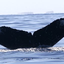 Fluke of HW-MN0440942