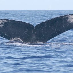 Fluke of CRC-18430