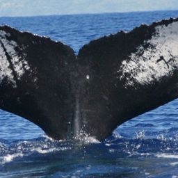 Fluke of HW-MN0440925