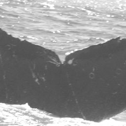 Fluke of CRC-10156