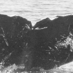 Fluke of HW-MN0440965