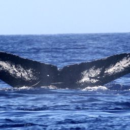 Fluke of HW-MN0440872