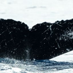 Fluke of HW-MN0440879