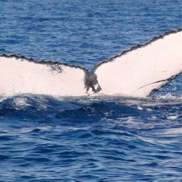 Fluke of HW-MN0440909