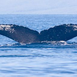 Fluke of HW-MN0440842