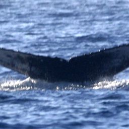 Fluke of HW-MN0440882