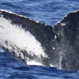 Fluke of HW-MN0440894
