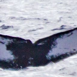 Fluke of HW-MN0440889