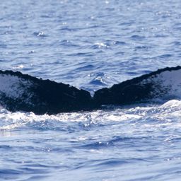 Fluke of HW-MN0440922