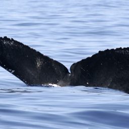 Fluke of HW-MN0440865