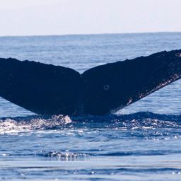 Fluke of HW-MN0440841