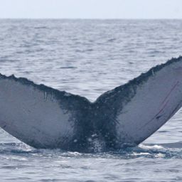 Fluke of Esmeralda