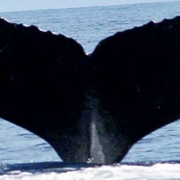 Fluke of SEAK-1132