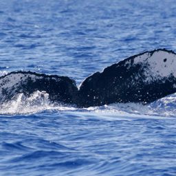 Fluke of HW-MN0440921