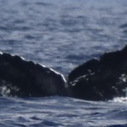 Fluke of HW-MN0440864