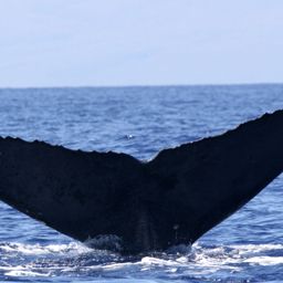 Fluke of KamaAina