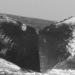 Fluke of CRC-10007