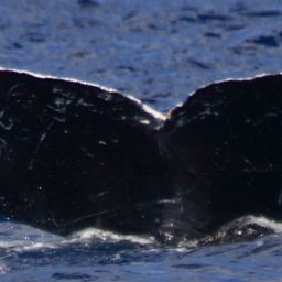 Fluke of HW-MN0440972