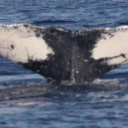 Fluke of HW-MN0440858