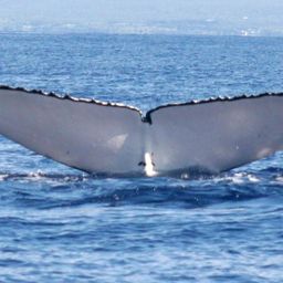 Fluke of HW-MN0440886