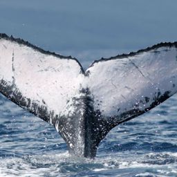 Fluke of Wavelet
