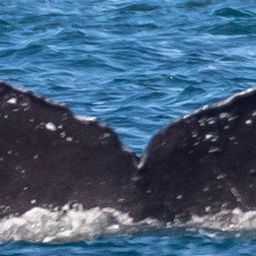 Fluke of Comb over