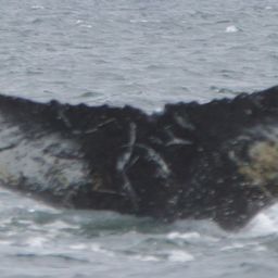 Fluke of HW-MN1301254