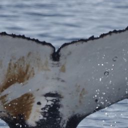 Fluke of HW-MN1301259