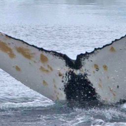 Fluke of HW-MN1301267